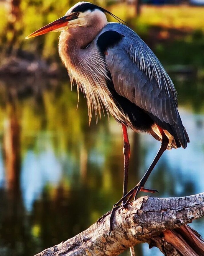 Цапля Херон