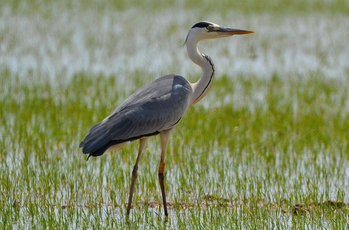 Серая цапля (Ardea cinerea)
