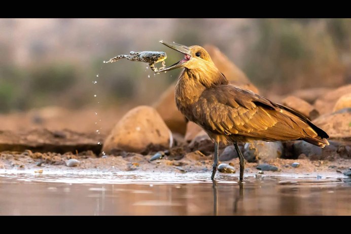 Цапля серая Болотная