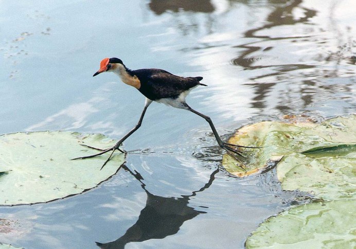 Irediparra gallinacea