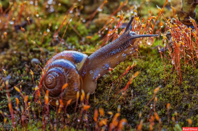 Crysomallon squamiferum