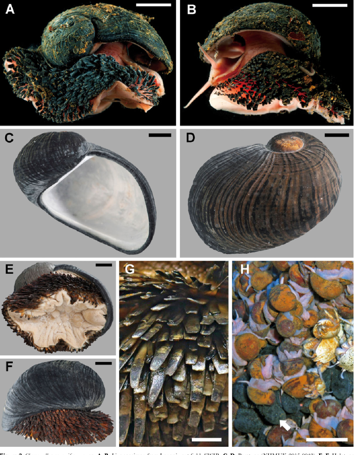 Улитка Crysomallon squamiferum
