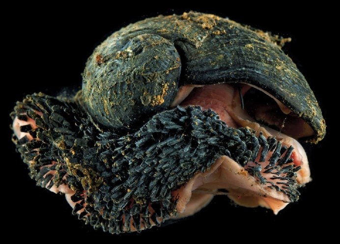 Chrysomallon squamiferum