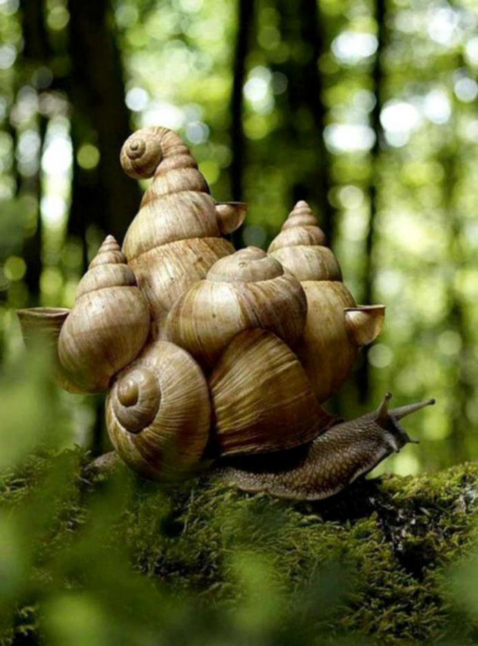 Black Mystery Snail)