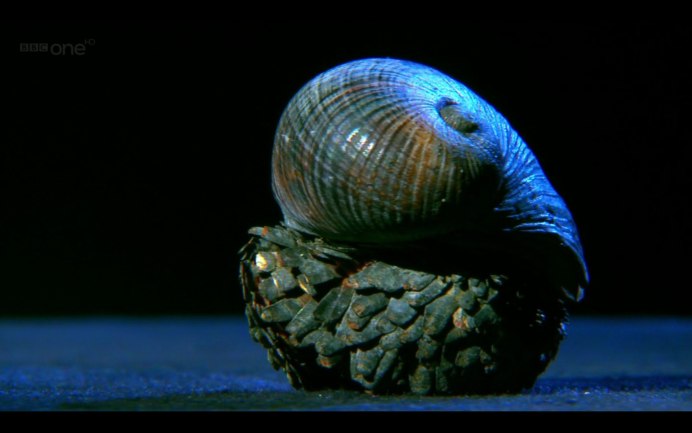 Crysomallon squamiferum
