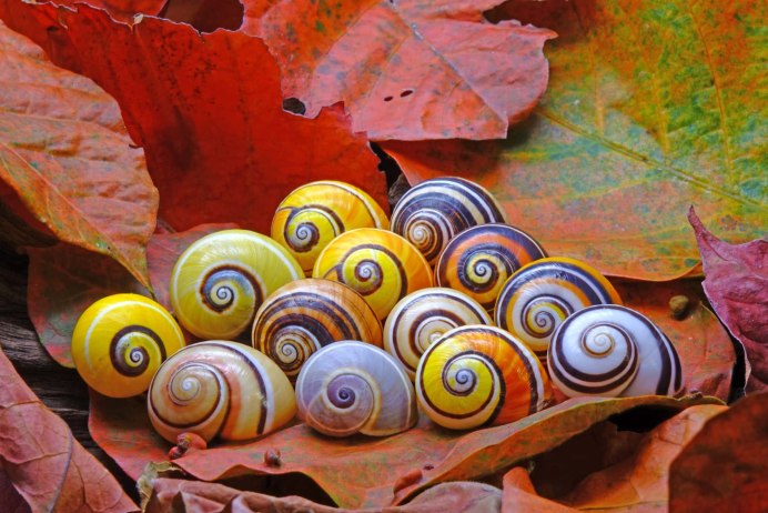 Улитка Priotrohatella stellata