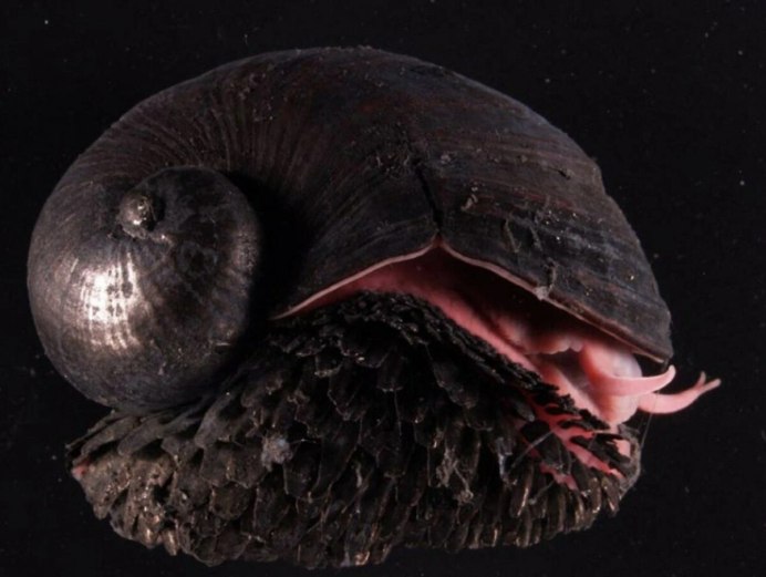 Crysomallon squamiferum