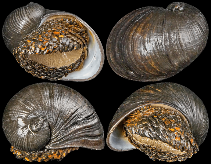 Crysomallon squamiferum