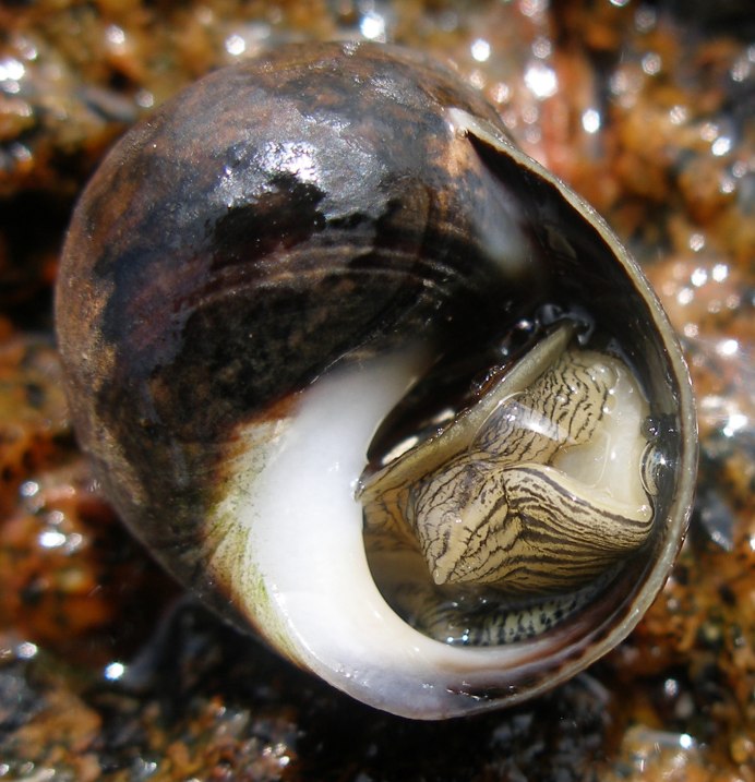 Улитка Crysomallon squamiferum