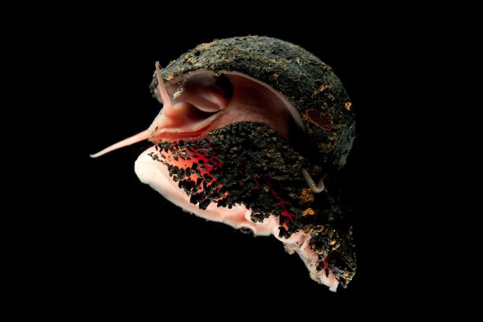 Crysomallon squamiferum