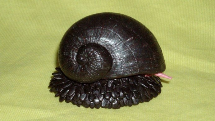 Улитка Crysomallon squamiferum