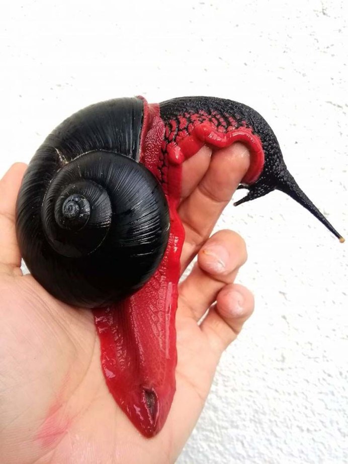 Улитка Crysomallon squamiferum