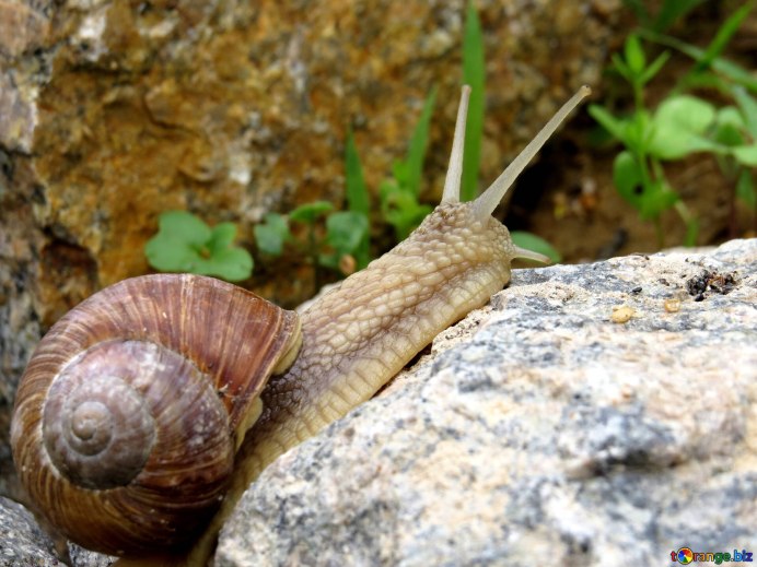 Улитка Priotrohatella stellata