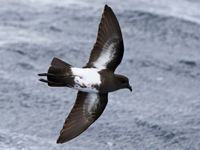 Storm Petrel