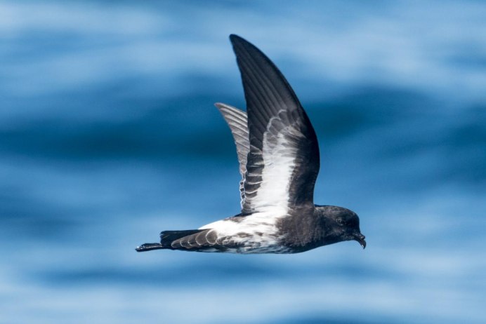 Малая качурка Oceanodroma monorhis