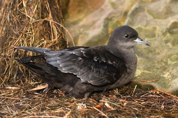 Puffinus tenuirostris