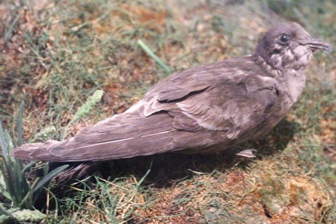 Nactus pelagicus