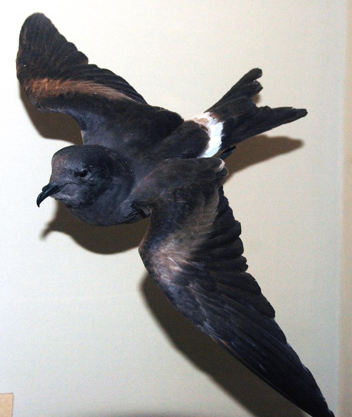 White-faced varré