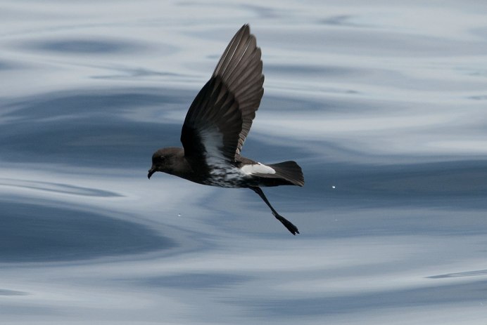 Storm Petrel