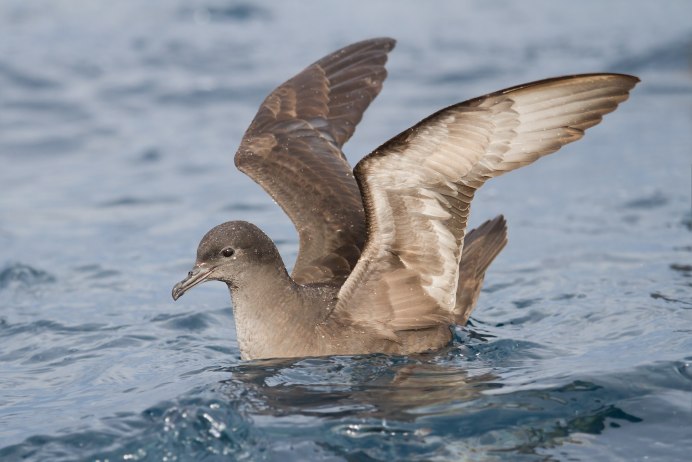 Буревестник малый (Puffinus Puffinus)