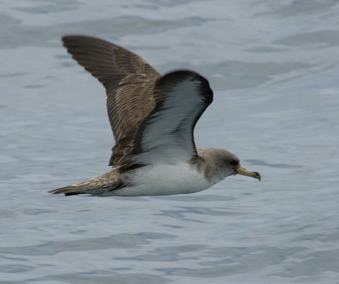 White bellied Storm Petrel