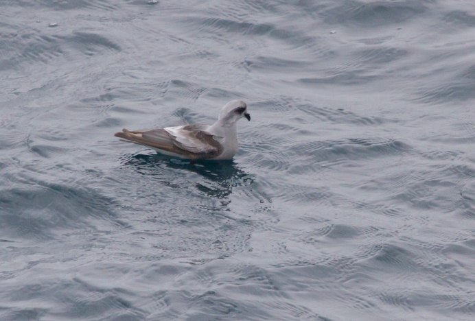 Hydrobates pelagicus