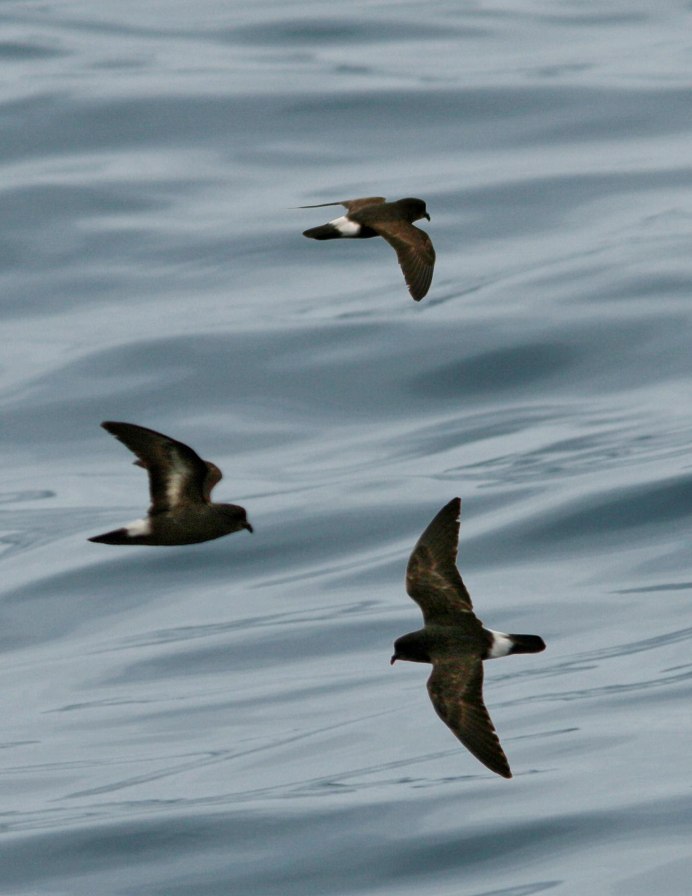 Northern Fulmar