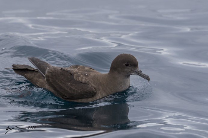 Буревестник малый (Puffinus Puffinus)
