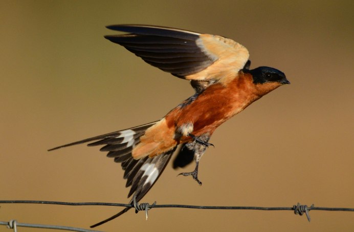 Cecropis semirufa