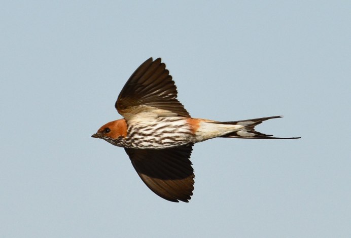 Cecropis abyssinica