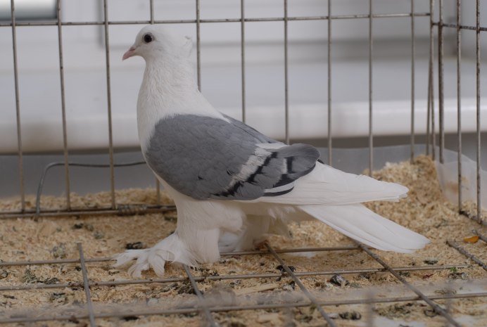 Китайская Чайка