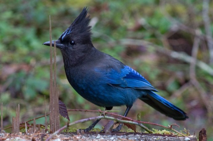 Сойка garrulus glandarius