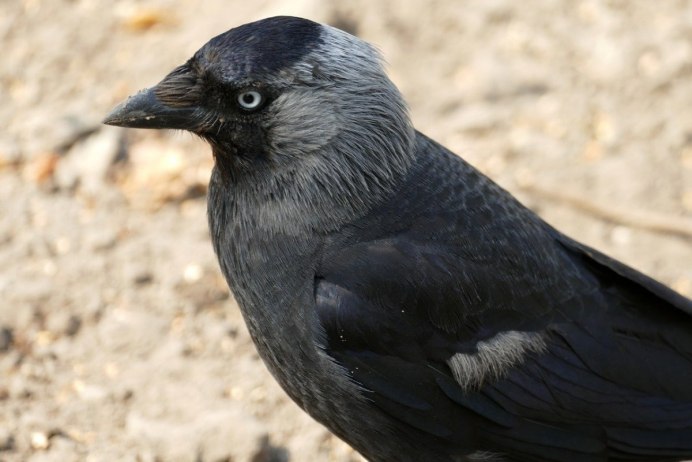 Галка черная птица