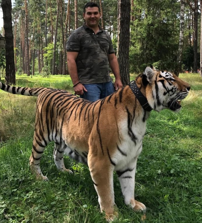 Китайский Тигренок