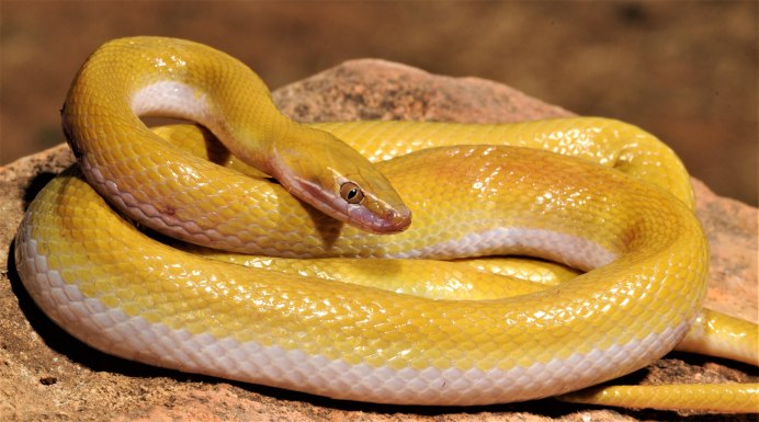 Домовые змейки Boaedon lineatus