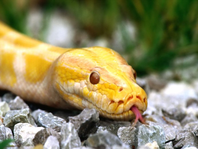 Corallus enydris