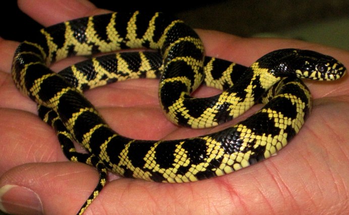 Королевский питон Albino