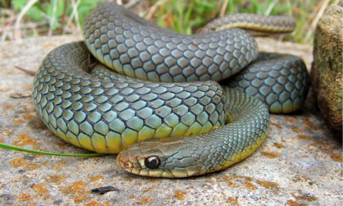 Yellow Striped Racer Snake