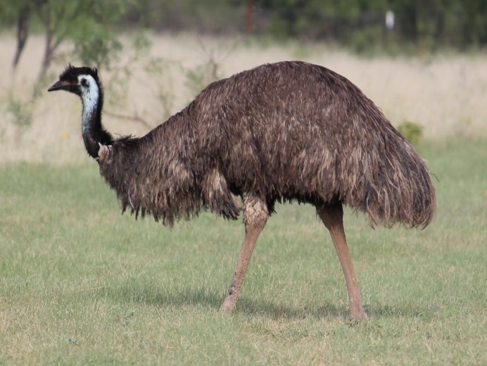 Австралийский страус