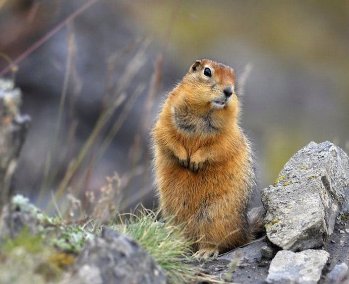 Европейский суслик (Spermophilus citellus)