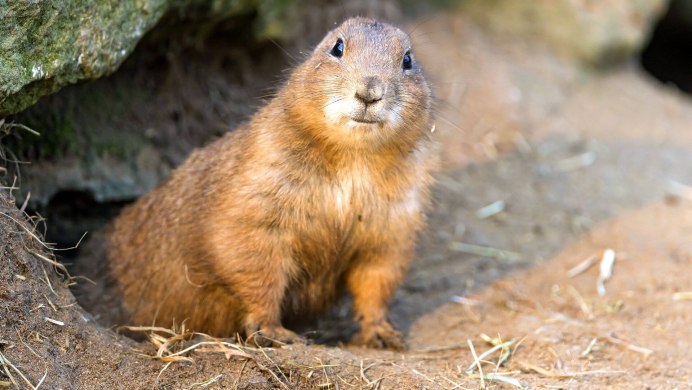 Монгольский сурок (Marmota sibirica)