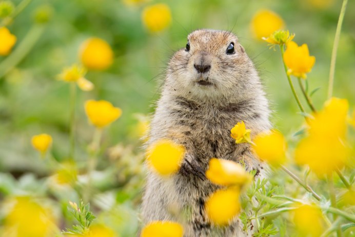 Монгольский сурок (Marmota sibirica)