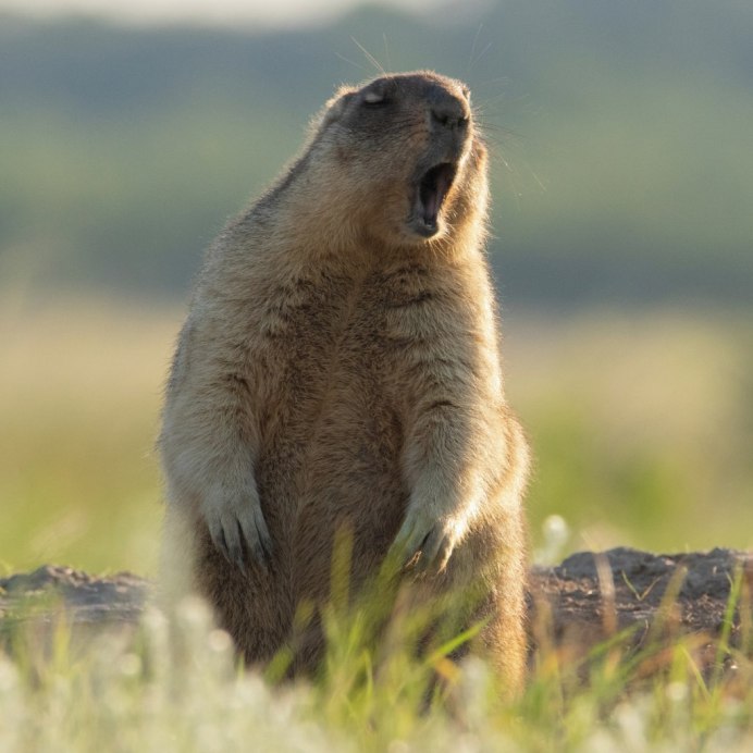 Европейский суслик (Spermophilus citellus)