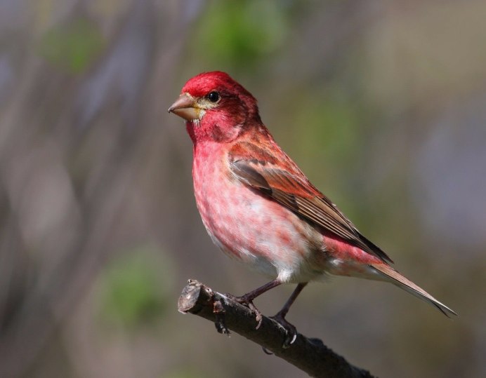 Щегол черноголовый Carduelis Carduelis
