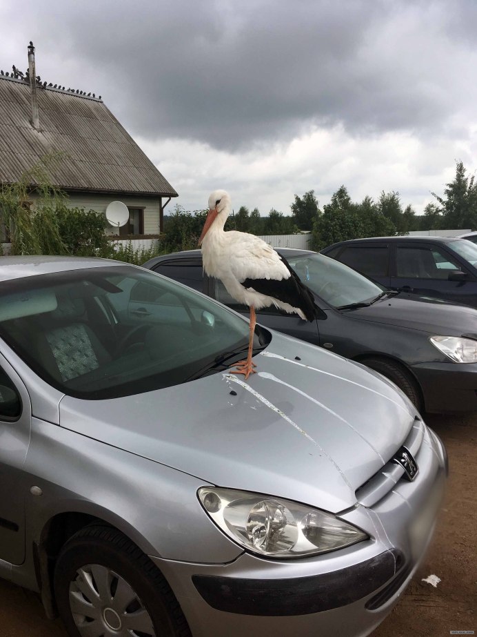 Аист принёс автомобиль