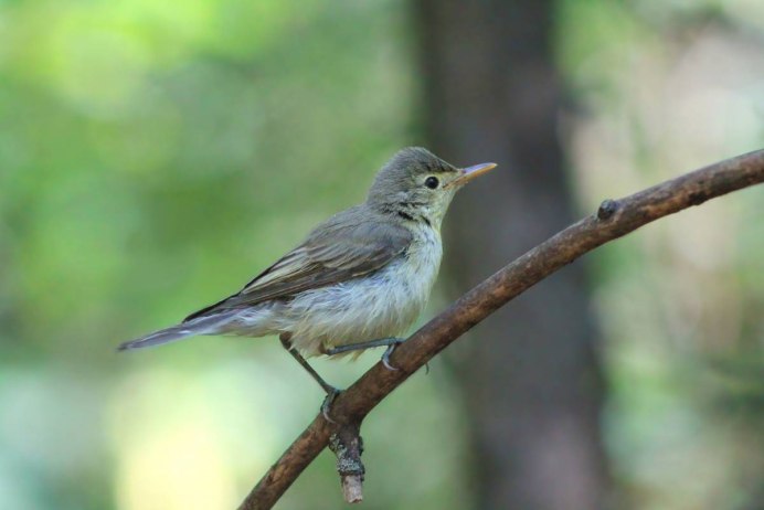 Бледная пересмешка (hippolais pallida)