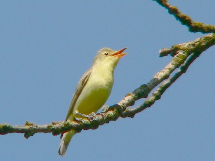 Hippolais pallida