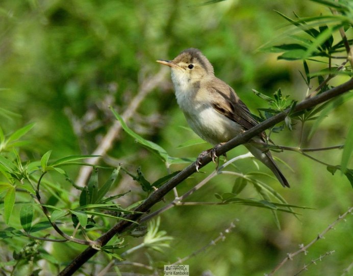 Бледная пересмешка (hippolais pallida)