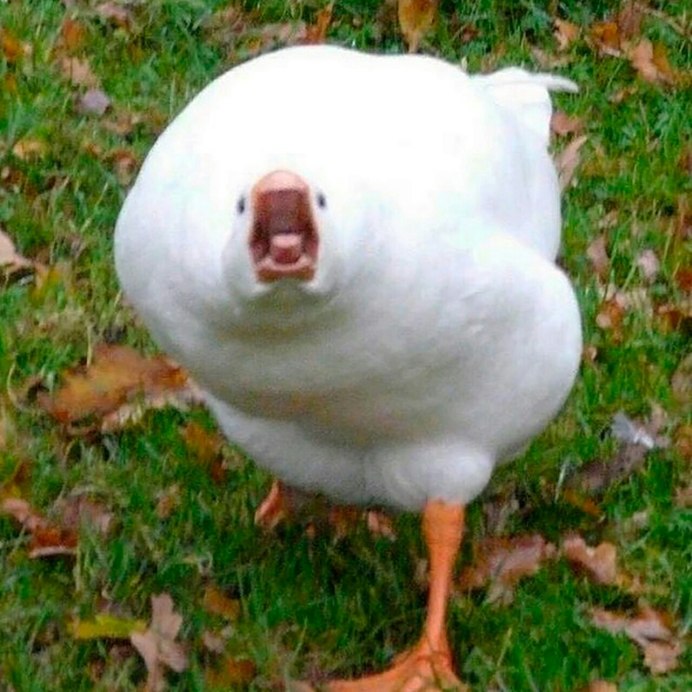 Накаченный Гусь