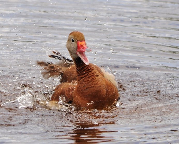 Canard Гусь